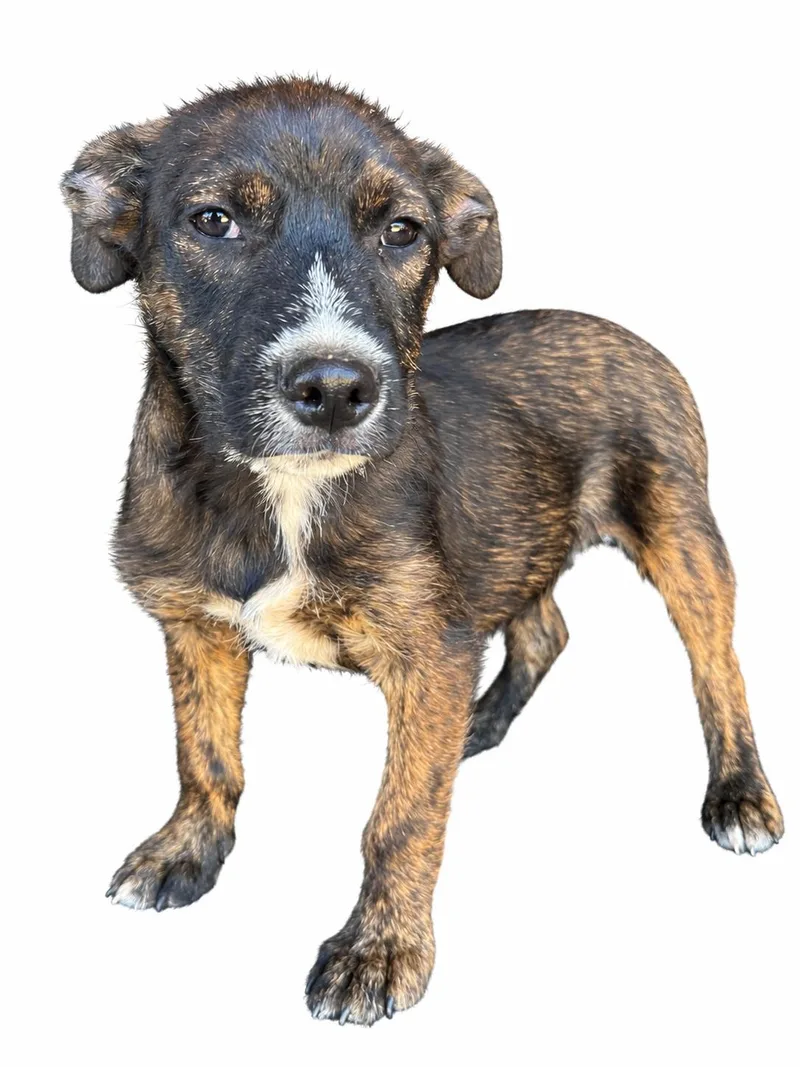 A baby medium-sized male Brindle Terrier dog named Mason for adoption in Seale, AL
