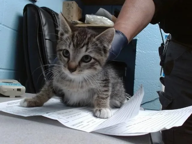 A baby small-sized female Domestic Short Hair cat named Velvet for adoption in Albuquerque, NM