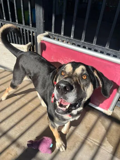 A young extra large-sized male Shepherd dog named Eggnog for adoption in Knoxville, TN