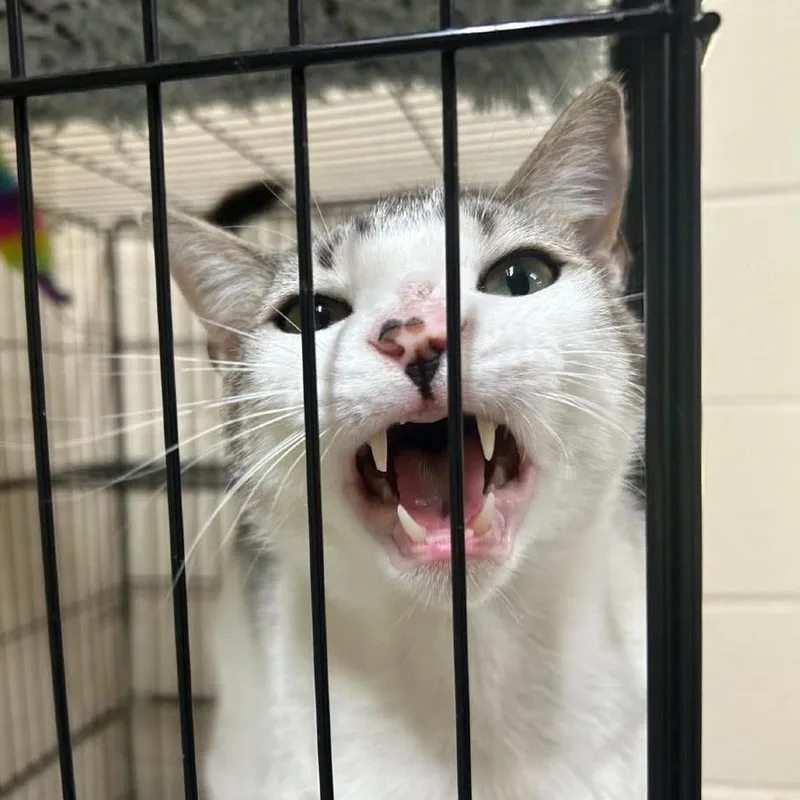 An adult medium-sized male White Domestic Short Hair cat named Harry for adoption in Tyler, TX