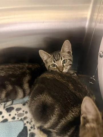 A baby small-sized male Domestic Short Hair cat named Weasel for adoption in San Martin, CA