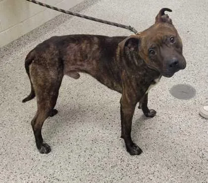 An adult large-sized male Brown / Chocolate Pit Bull Terrier dog named Rook for adoption in Kansas City, MO