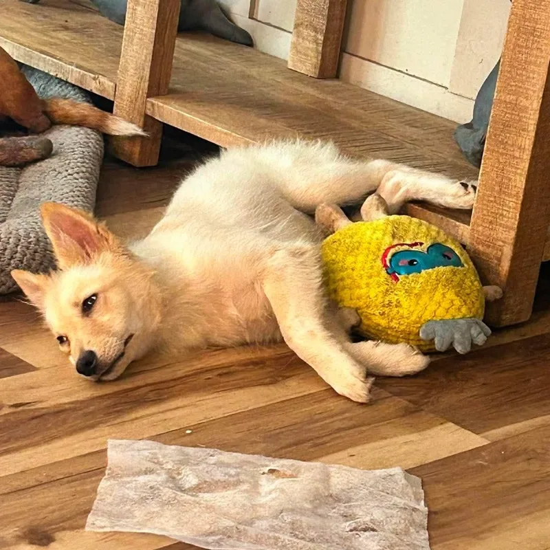 A young small-sized female Pomeranian dog named Foxy for adoption in Shinnston, WV