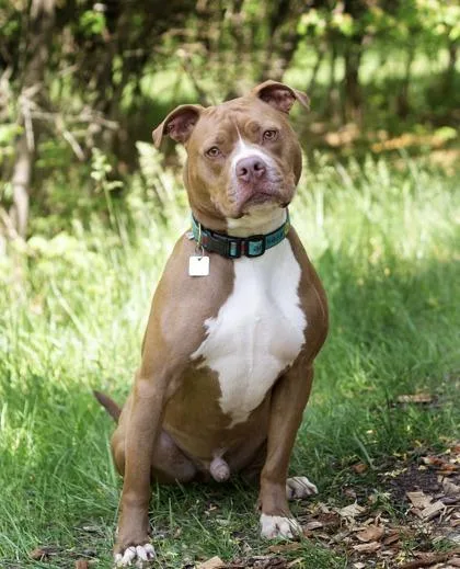 An adult medium-sized male White / Cream Mixed Breed dog named Marley for adoption in Hamilton, OH