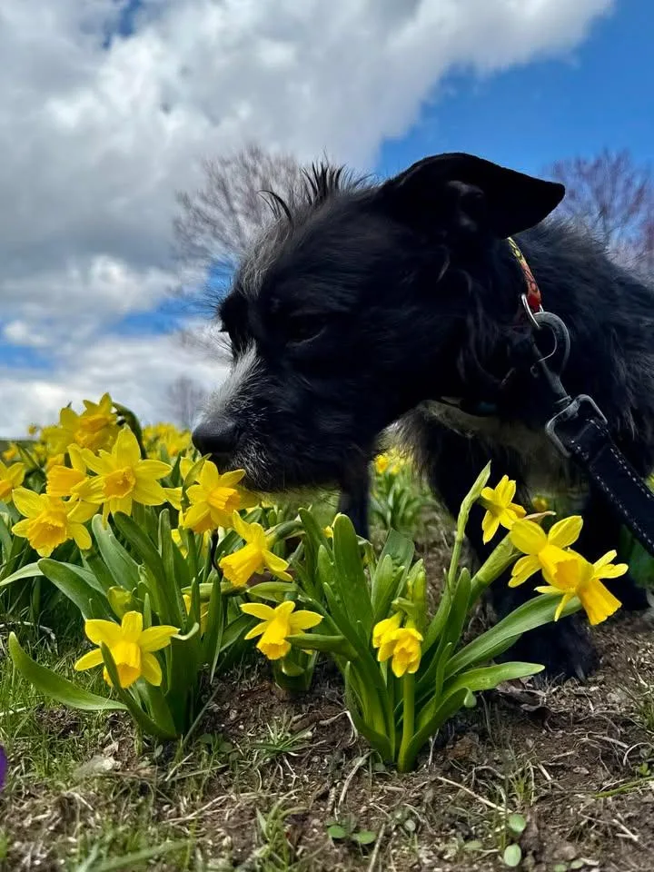 A young medium-sized female Terrier dog named Trixie for adoption in Stamford, CT