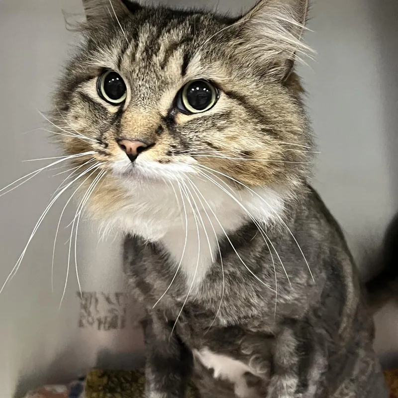 An adult medium-sized male Tabby (Brown / Chocolate) Domestic Long Hair cat named Puffy for adoption in Johnston, RI