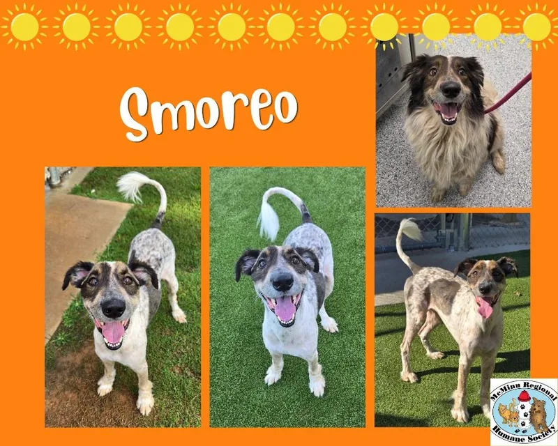 Smoreo thumbnail 2