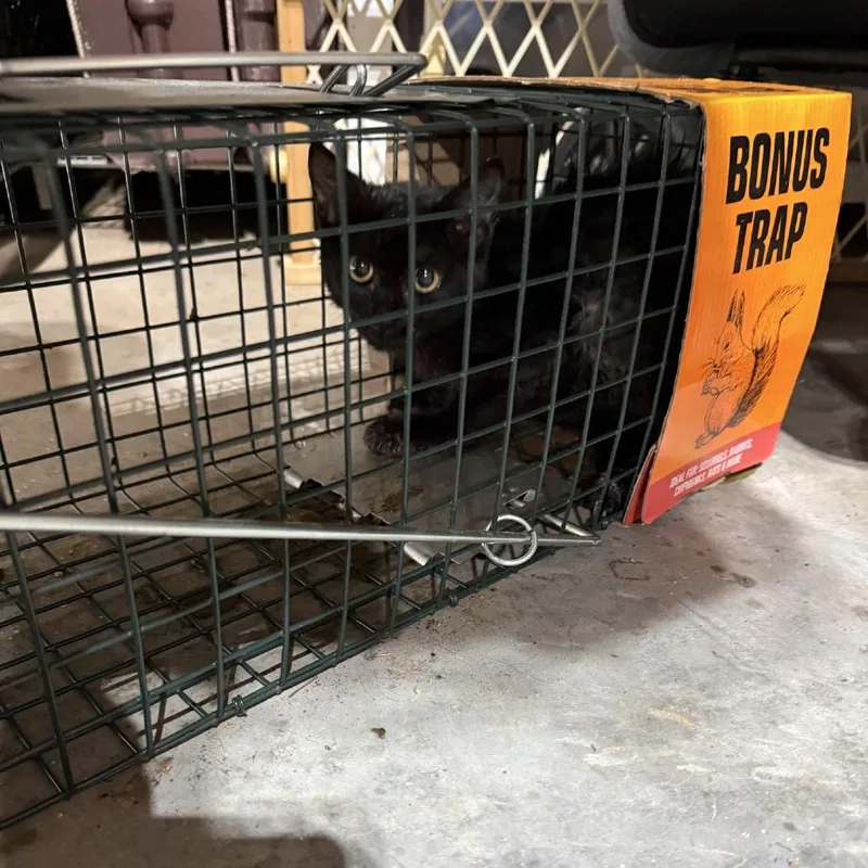 A baby small-sized male Black Domestic Short Hair cat named Faygo for adoption in Columbus, NC