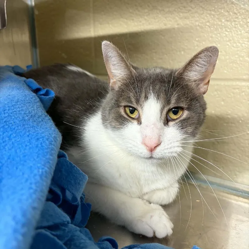 An adult medium-sized male White Domestic Short Hair cat named Chewy for adoption in Concord, NC