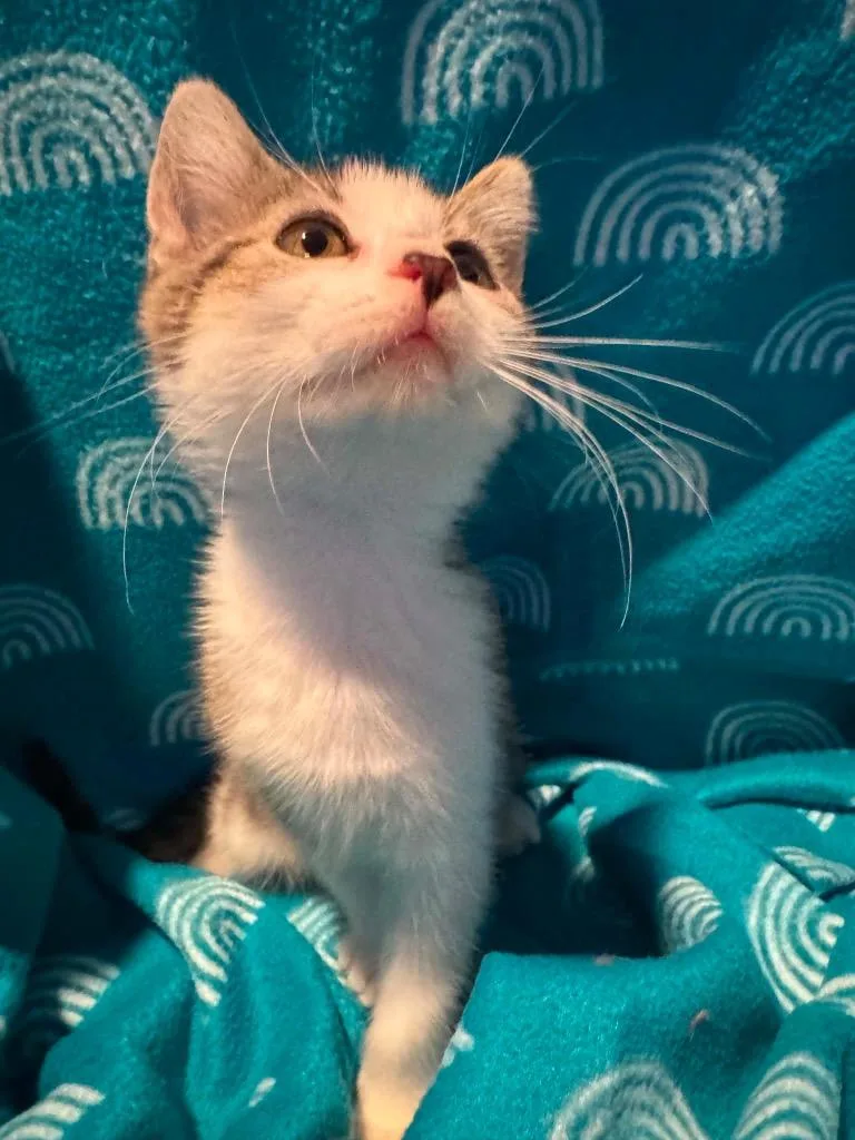 A baby small-sized female Domestic Short Hair cat named Thelma for adoption in Fond Du Lac, WI