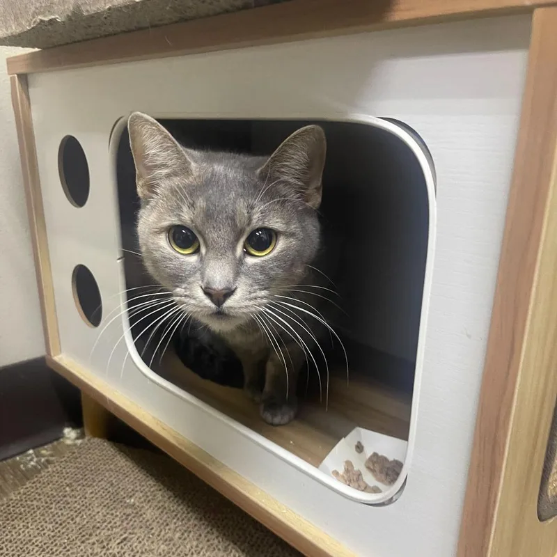 An adult medium-sized female Tortoiseshell Domestic Short Hair cat named Princess for adoption in Bedford, NH