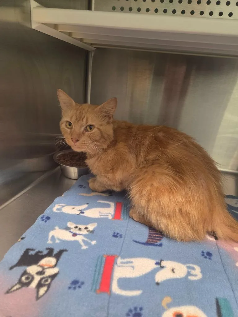 A young medium-sized male Domestic Medium Hair cat named Grits for adoption in Athens, TN