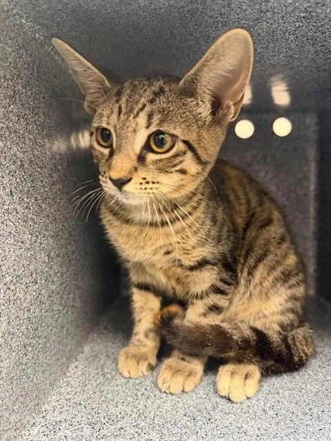 A baby small-sized female Domestic Short Hair cat named Citrus for adoption in Naples, FL