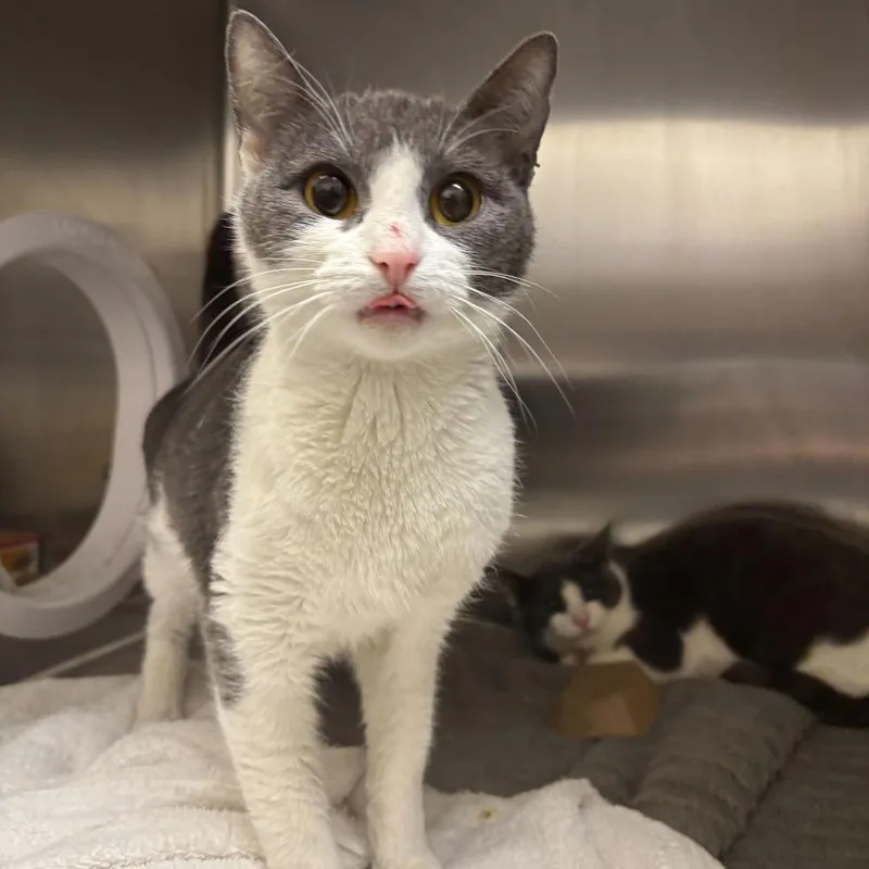 A young large-sized female Gray / Blue / Silver Domestic Short Hair cat named Jammy Center for adoption in Wilmington, DE