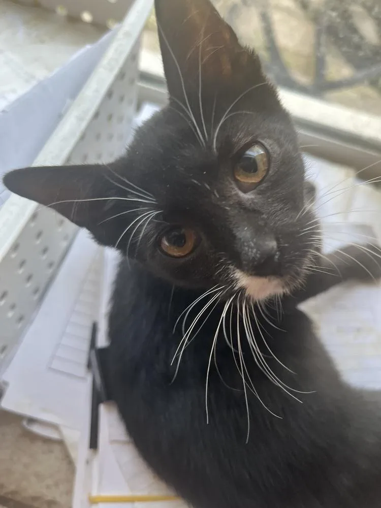 A baby small-sized female Black & White / Tuxedo American Shorthair cat named Mojo for adoption in Tampa, FL