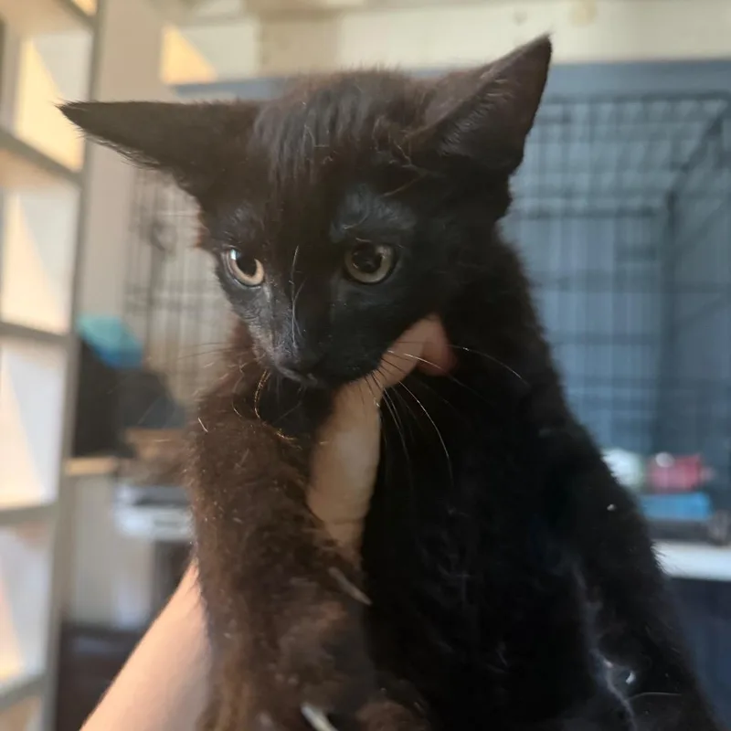 A baby small-sized male Black Domestic Short Hair cat named Michael for adoption in Escondido, CA