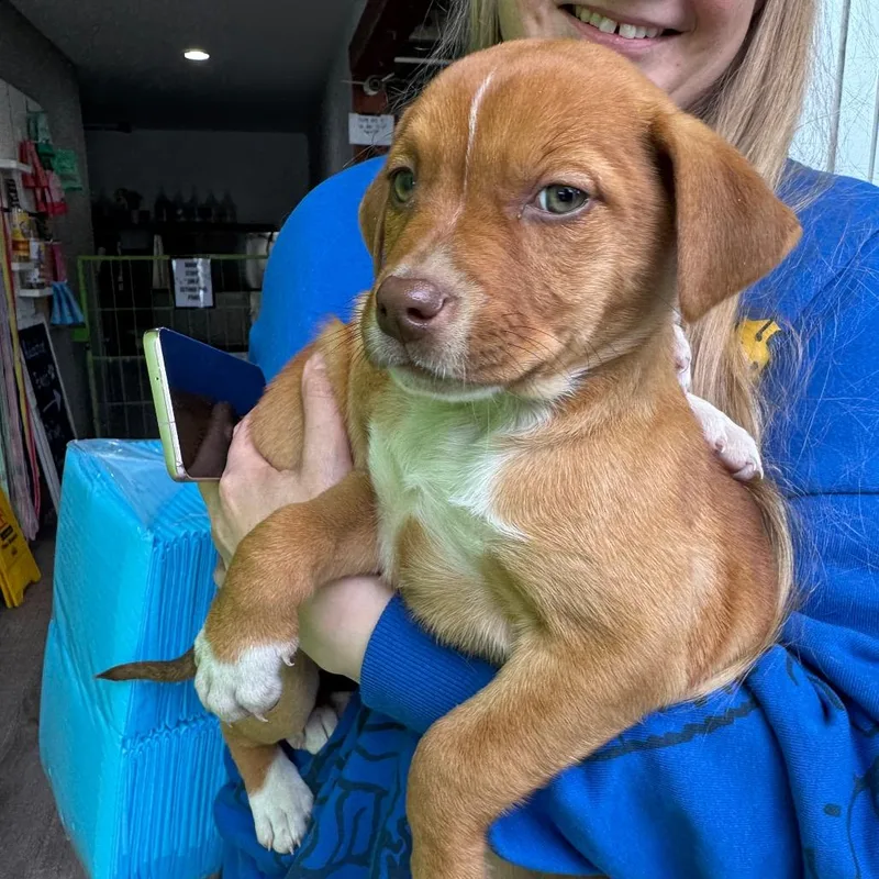 A baby small-sized female Apricot / Beige Border Collie dog named Pea for adoption in Tacoma, WA