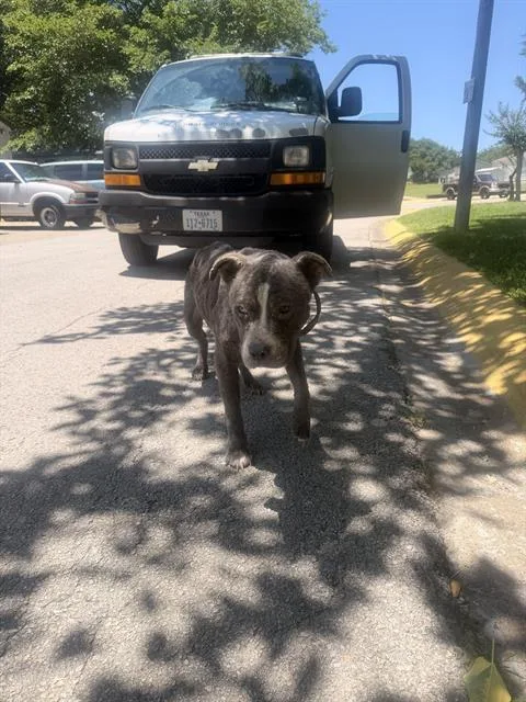 A young medium-sized female Mixed Breed dog named Sophia for adoption in Dallas, TX