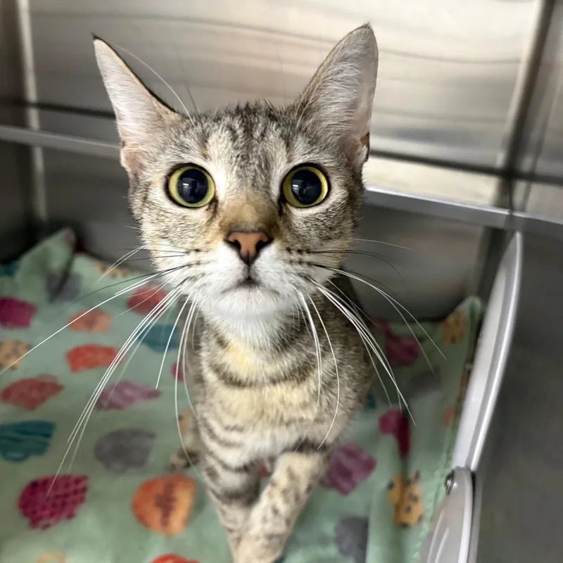 An adult medium-sized female Brown / Chocolate Domestic Short Hair cat named Sheets for adoption in Middleburg, FL
