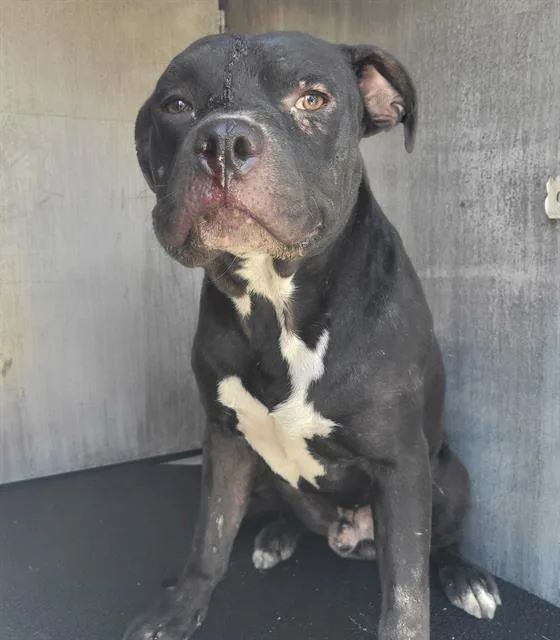 A young medium-sized male American Staffordshire Terrier dog named Atlas for adoption in San Antonio, TX