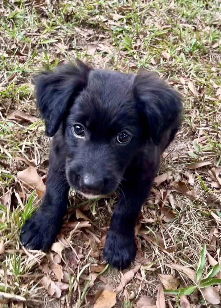 A baby small-sized male Black Australian Shepherd dog named Benji for adoption in Gillsville, GA