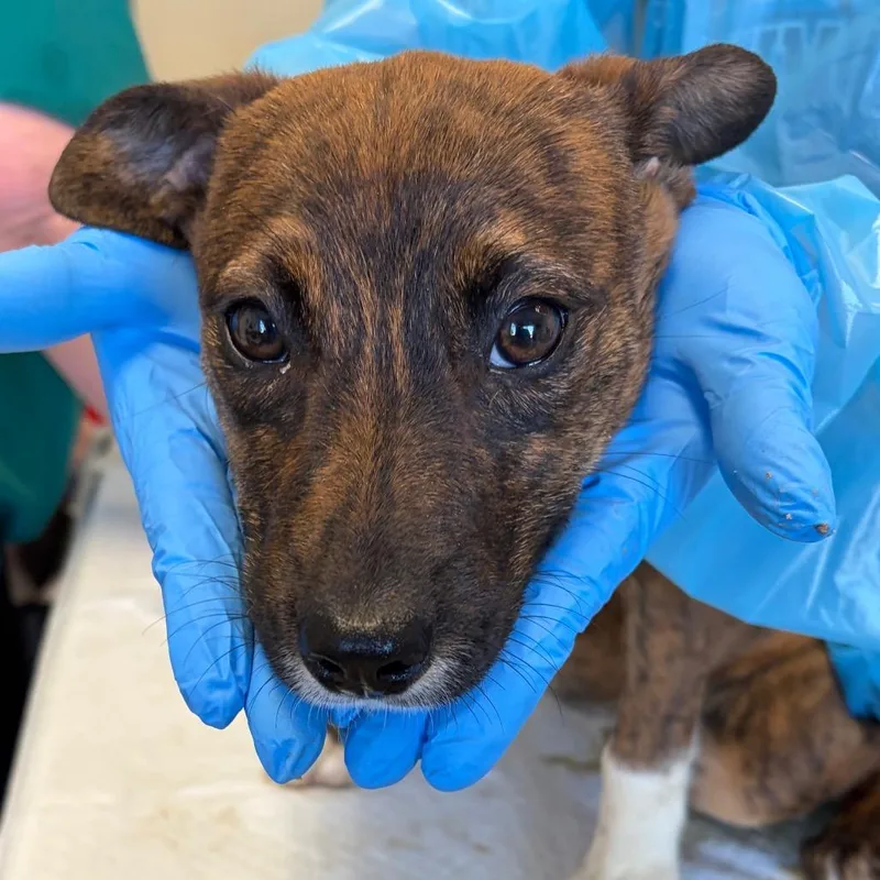 A baby small-sized female Brown / Chocolate Mountain Cur dog named Patty Whack for adoption in Nashville, TN