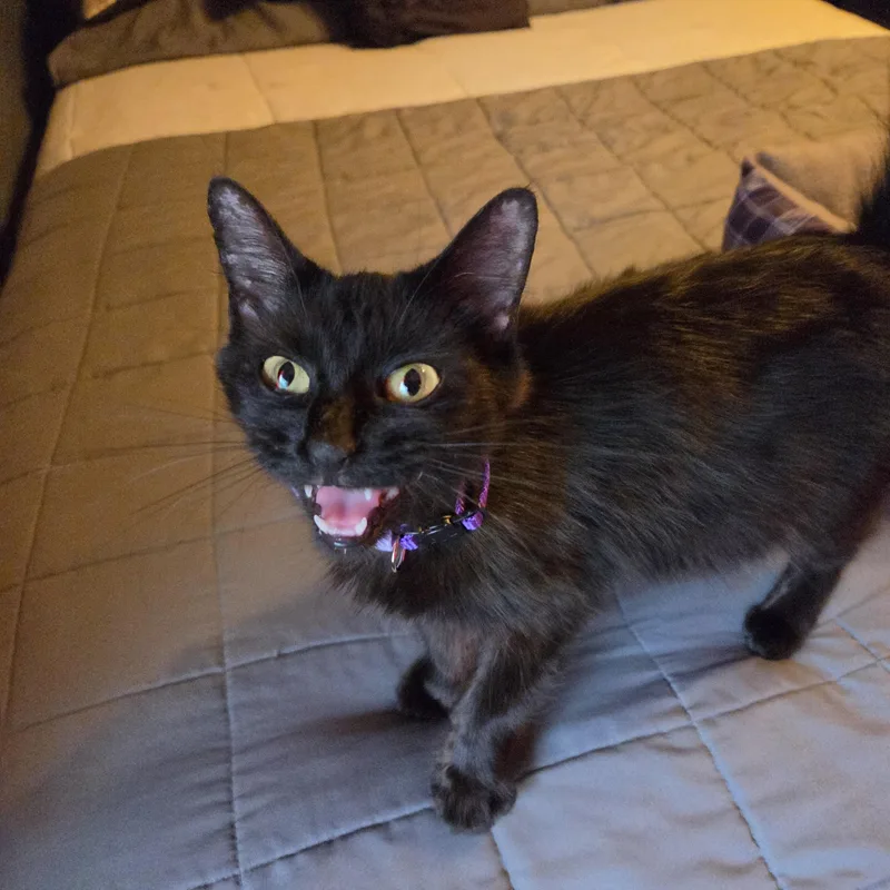 An adult medium-sized female Black Domestic Long Hair cat named Viola for adoption in Fort Oglethorpe, GA