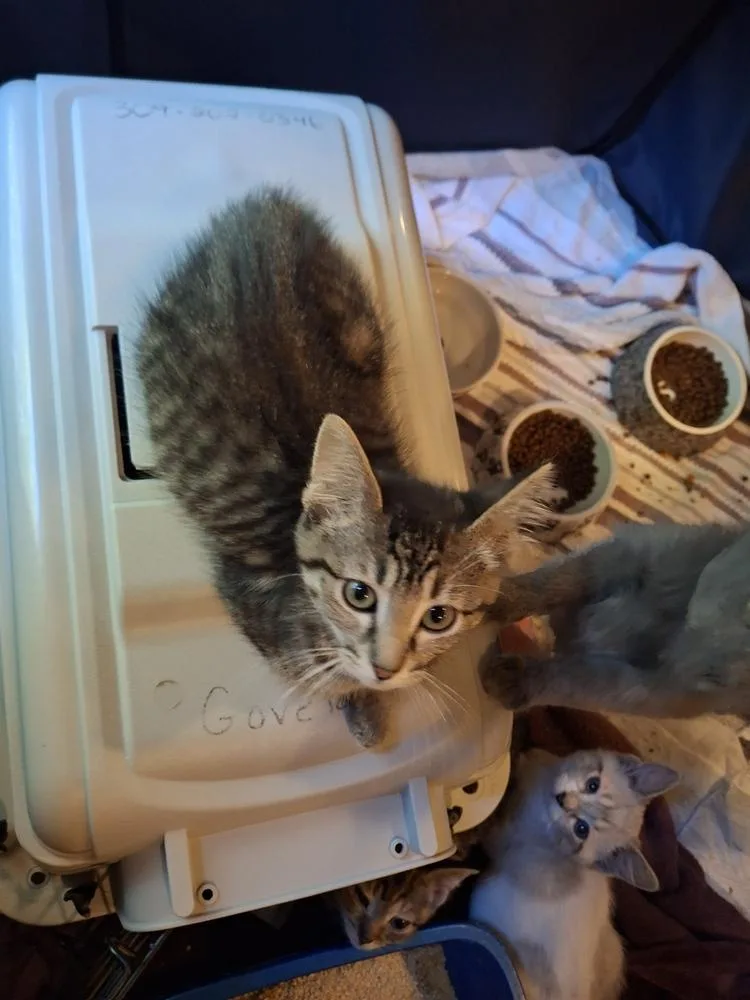 A baby small-sized female Domestic Short Hair cat named Mallet Beltz for adoption in Peoria, IL