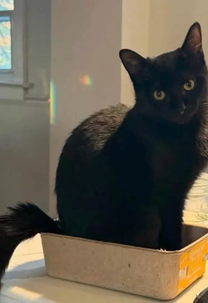 A young medium-sized female Black Domestic Short Hair cat named Mabel for adoption in Chalfont, PA