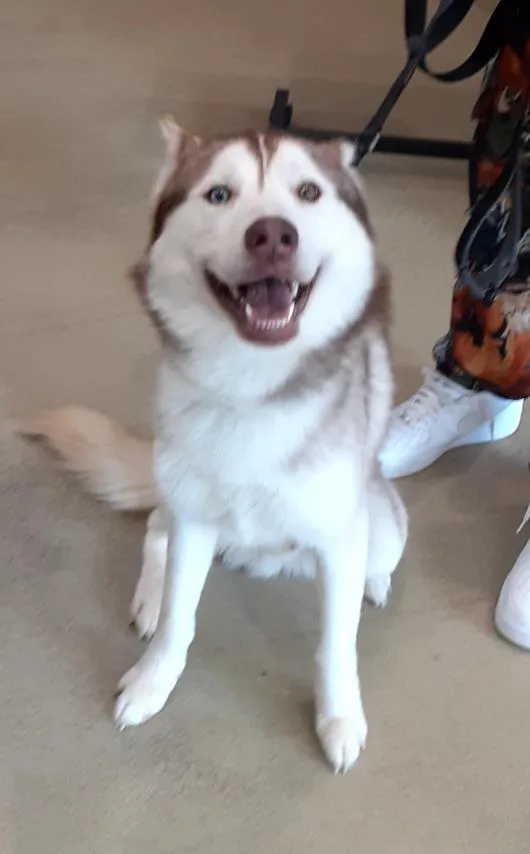 Apollo