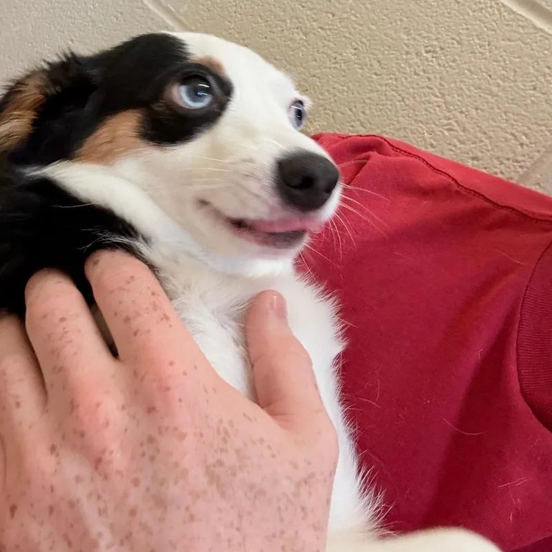 A young small-sized female Black Australian Shepherd dog named Mina for adoption in Bessemer, AL