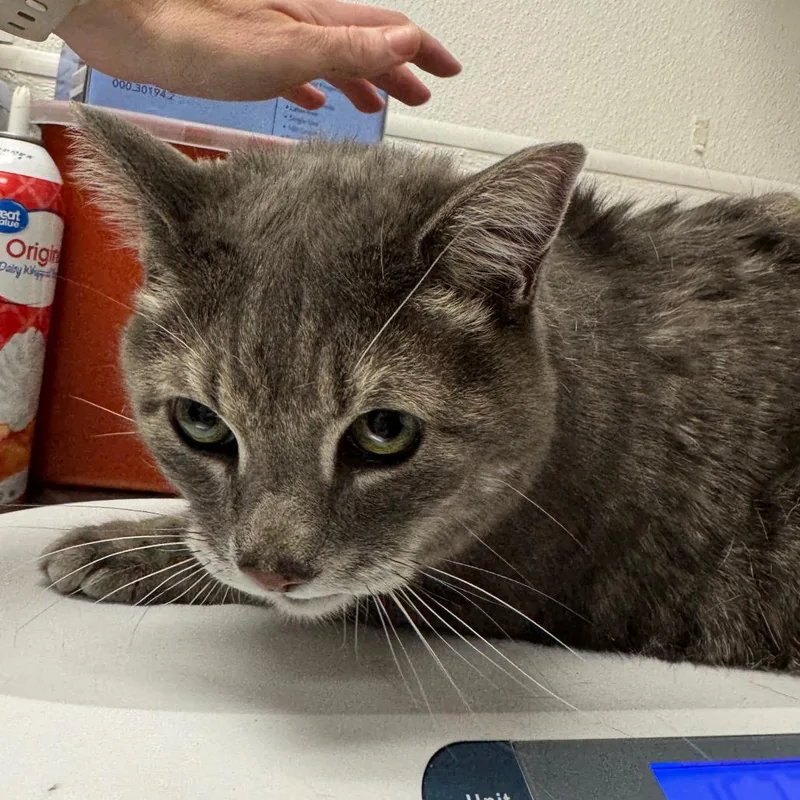 A senior extra large-sized male Gray / Blue / Silver Domestic Short Hair cat named David for adoption in Henderson, NV