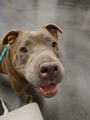 An adult small-sized female American Bulldog dog named Lady White for adoption in Atlanta, GA