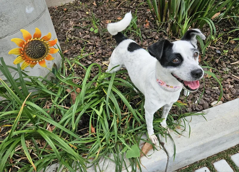 Jilly Jelly Bean!! thumbnail 6