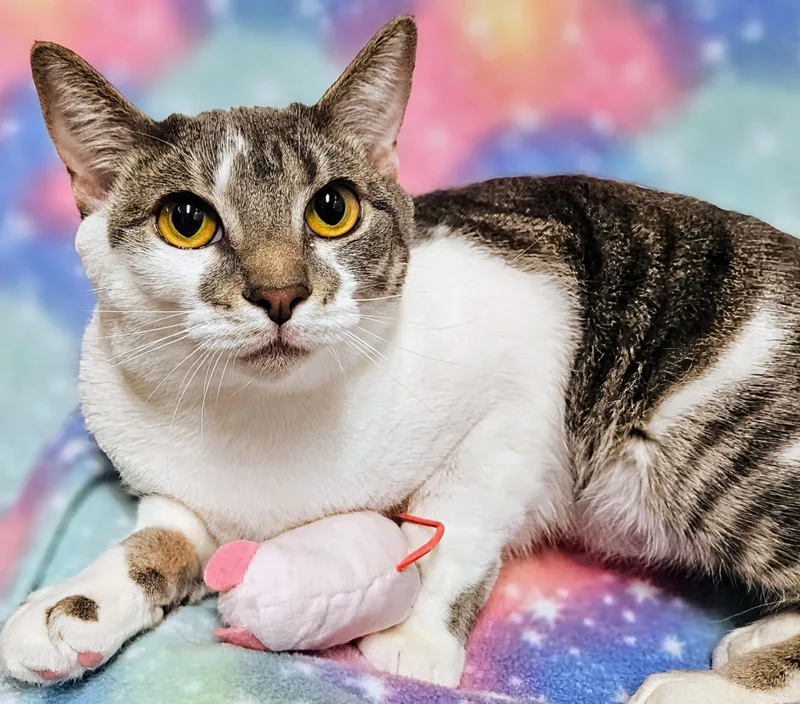 Sweety  Rancho Cucamonga thumbnail 2