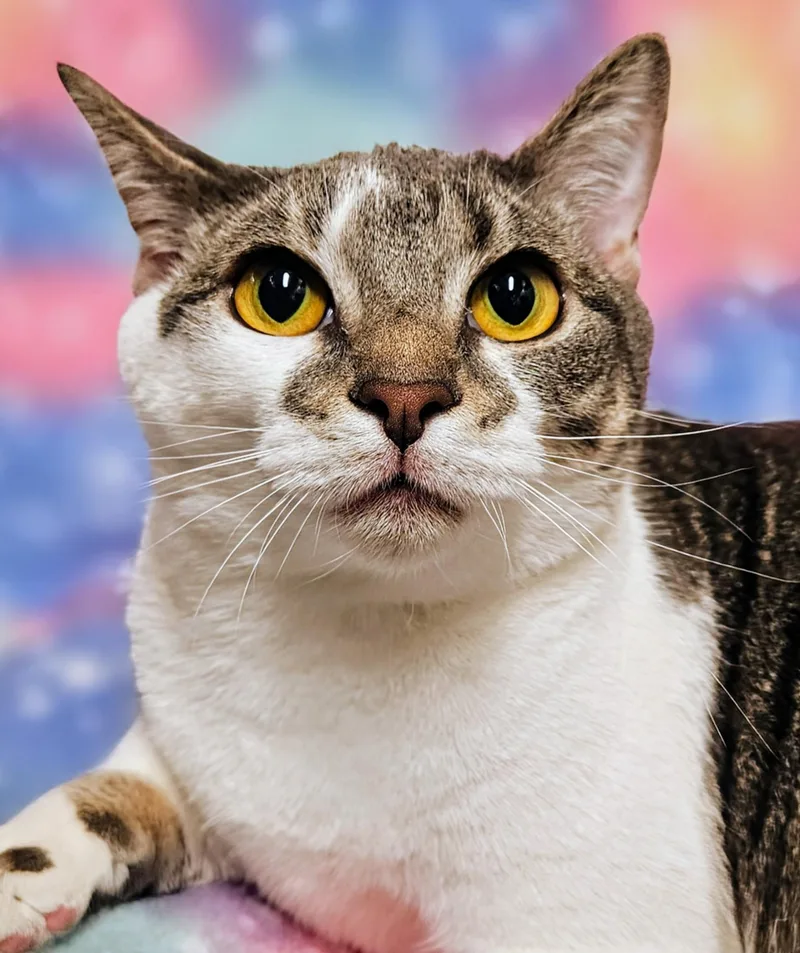 Sweety  Rancho Cucamonga thumbnail 3