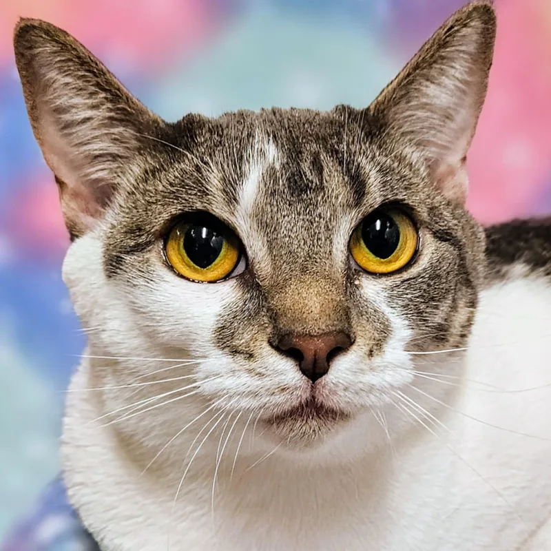 Sweety  Rancho Cucamonga