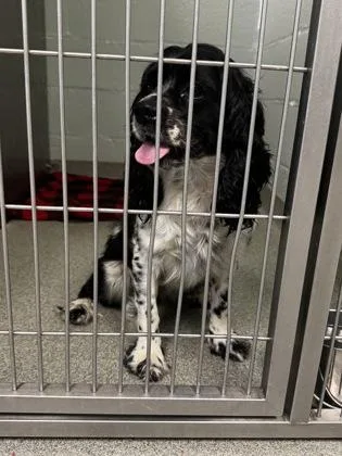 An adult small-sized female Spaniel dog named Anastasia for adoption in Fallston, MD