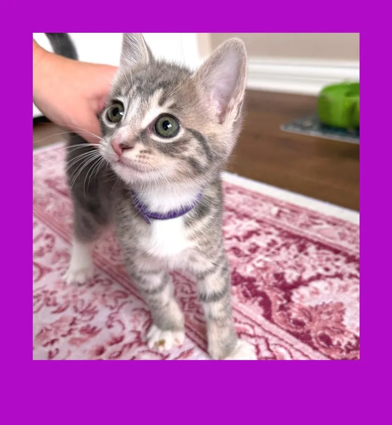 A baby small-sized female Gray / Blue / Silver Domestic Short Hair cat named Penny for adoption in Georgetown, KY