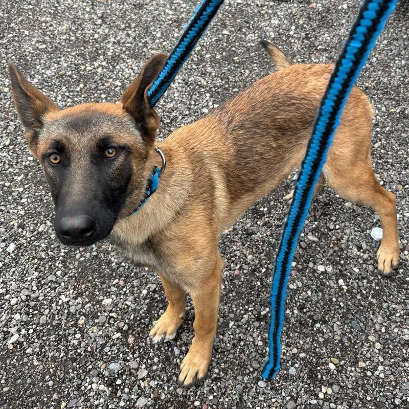 A young medium-sized female Brown / Chocolate Belgian Shepherd / Malinois dog named BCStray for adoption in Idaho Falls, ID