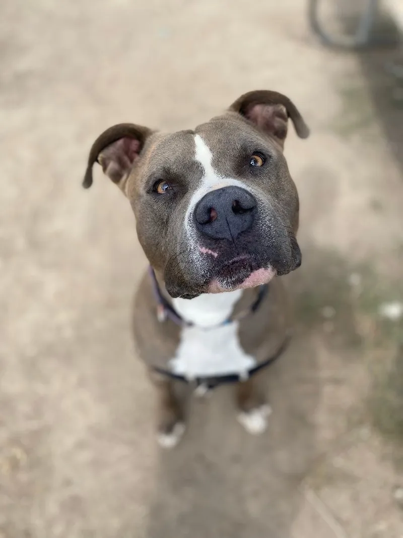 Bada Bing thumbnail 2