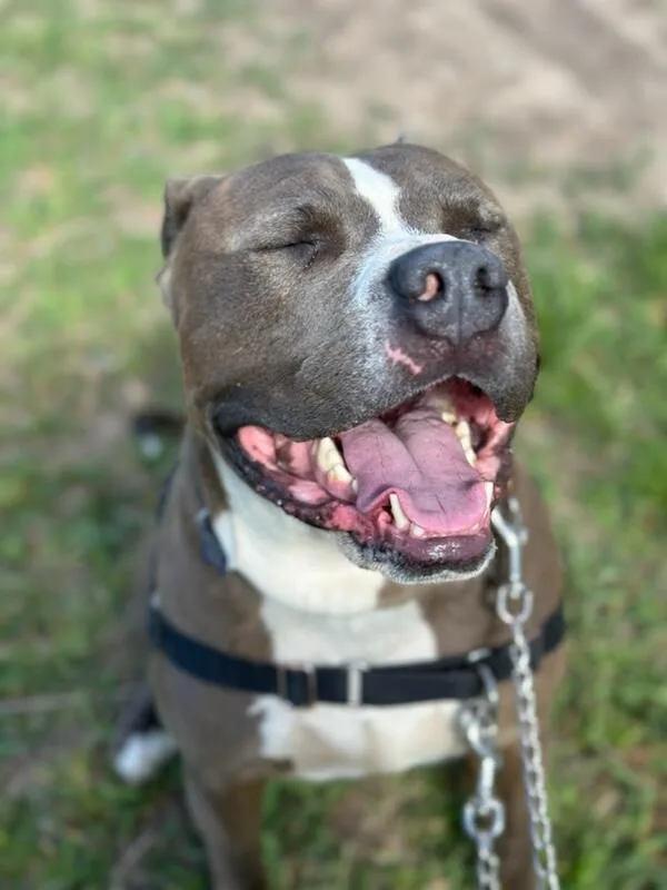 Bada Bing thumbnail 4