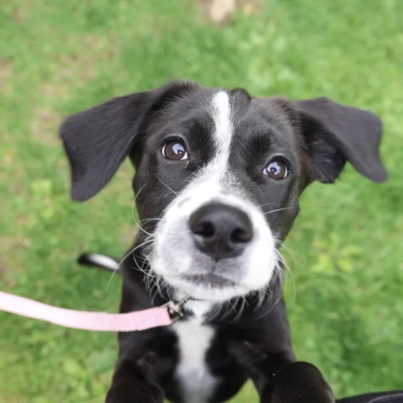 A baby small-sized female Black Mixed Breed dog named Sadie for adoption in Briarcliff Manor, NY