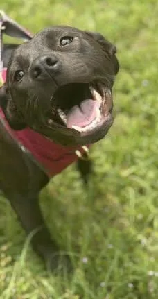 Morgan