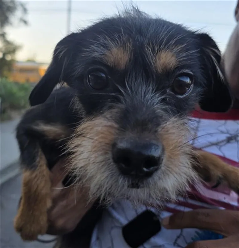 A young small-sized female Yorkshire Terrier dog named Ava for adoption in Los Angeles, CA