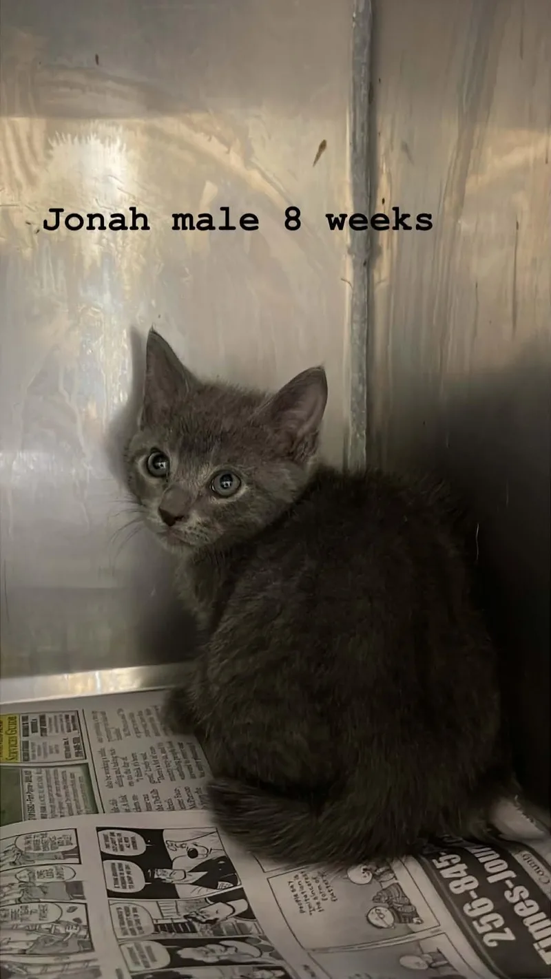 A baby medium-sized male Gray & White Domestic Short Hair cat named Jonah for adoption in Fort Payne, AL