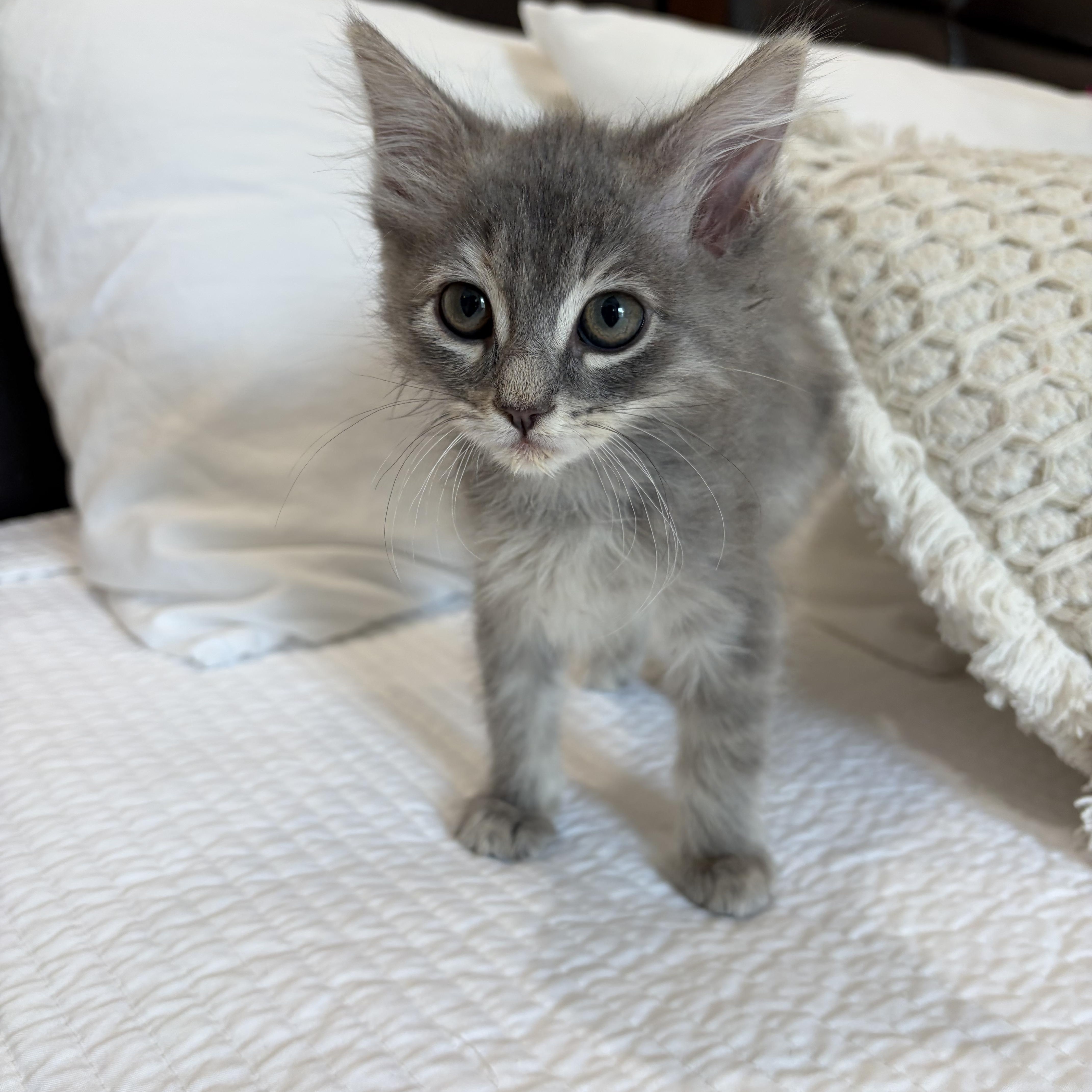 A baby medium-sized female Blue Point Russian Blue cat named Carmina for adoption in Poway, CA