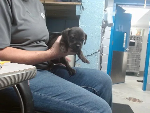 A baby small-sized male Cairn Terrier dog named Jupiter for adoption in Albuquerque, NM