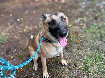 An adult large-sized male German Shepherd Dog dog named Zeus for adoption in Gainesville, FL
