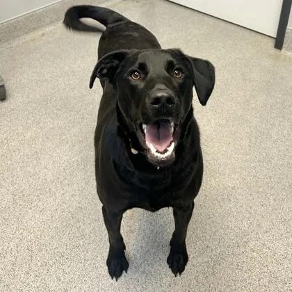 An adult large-sized male Black Mixed Breed dog named Maximilian for adoption in Lansing, MI